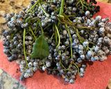Hình bước làm 1 của món Elderberry