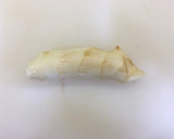 簡單的排骨冬瓜湯的食譜步驟3照片