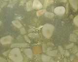 Foto del paso 2 de la receta: Patatas riojanas