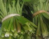 Foto langkah ke 1 dari resep Oseng Daun Genjer.