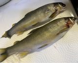 甘露煮香魚的食譜步驟1照片