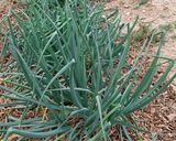 Foto del paso 1 de la receta Calçot