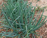 Foto del paso 1 de la receta: Calçot