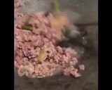 Foto langkah ke 1 dari resep Martabak telor isi daging kari.