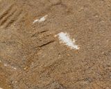 A picture of step 1 of Hawaij Sweet for Coffee and Desserts.