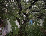 A picture of step 1 of Japanese Ume Juice (Japanese apricot).