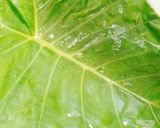 Hình bước làm 1 của món Lươn um miền tây