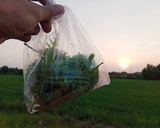 รูปขั้นตอนการทำที่ 3 ของ ต้มปลานิลใส่ใบมะขาม