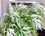Hình bước làm 1 của món 🌱 Trà Ngải Cứu Sao Khô