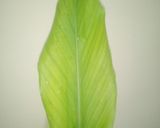 Foto langkah ke 4 dari resep Patin sambal daun kunyit.
