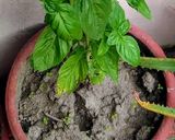 A picture of step 1 of Basil Cold Pasta.