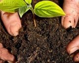 عکس مرحله 3 از دستور تفاله چای