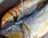 Foto del paso 1 de la receta: Dorado al pesto