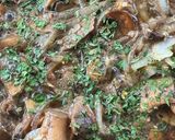 A picture of step 3 of Beef Tenderloin with Mushrooms.