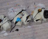 A picture of step 8 of Chocolate cake popsicles.