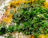 हरी मेथी के थेपले(hari methi thepla recipe in hindi) रेसिपी चरण 1 फोटो