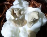 A picture of step 5 of Butter Chicken Biryani.