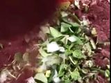 فطاير نعنع اخضر بزيت الزيتون