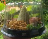 Foto langkah ke 4 dari resep Nasi Pandan.