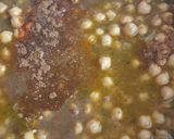 A picture of step 2 of Samosa chaat.