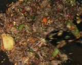 Foto langkah ke 5 dari resep Daging Cabe Garam.