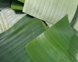 Foto langkah ke 3 dari resep Otak otak ikan Tenggiri (kejat & sehat untuk anak).