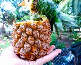 Hình bước làm 4 của món Cơm chiên dứa
