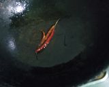 সবজির খিচুড়ি (Sobjir khichuri recipe in Bengali) রেসিপির ধাপ 4 ছবি