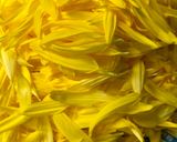 A picture of step 1 of Chrysanthemums Sushi.