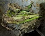 Foto langkah ke 5 dari resep Sop Kaki Kambing Kuah Susu.
