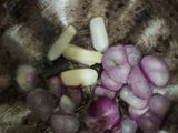 Sayur sop simple enak