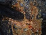 Sambal terasi pedas