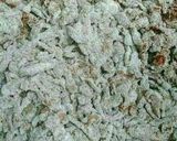 Foto del paso 2 de la receta: Budín Integral de Remolacha