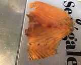 Une image de l'étape 4 de Canapés de saumon fumé,crème,aneth et tomates sur pain polaire.