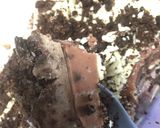 Foto langkah ke 5 dari resep Oreo Coklat Cheese Cake.