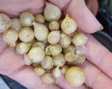 Hình bước làm 2 của món Đậu trứng sốt thịt bằm, cà chua