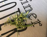 Une image de l'étape 3 de Bœuf sauté ail, oignon et herbes aromatiques du jardin.