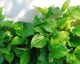 Hình bước làm 1 của món Trứng chiên lá lốt