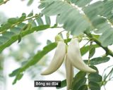 Hình bước làm 2 của món CƠM NHÀ |CANH CHUA BÔNG SO ĐŨA & TÉP RANG