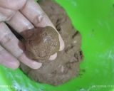 Foto langkah ke 5 dari resep Kue Muso.