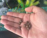 Foto del paso 4 de la receta: Arroz con salchichas Viena arequipeña!