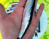Foto del paso 1 de la receta: Boquerones marinados en sal granulada picante