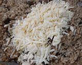 Foto del paso 3 de la receta: Risotto de hongos de pino