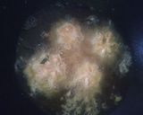 Foto langkah ke 5 dari resep Tahu Fantasi.