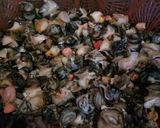 Foto langkah ke 1 dari resep Tumis keong sawah/Kol/Tutut.