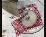 Foto langkah ke 8 dari resep Fancy Cookies (Cookies Karakter).