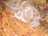 Dadar Jagung Udang