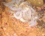 Foto langkah ke 2 dari resep Dadar Jagung Udang.