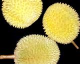 Foto langkah ke 1 dari resep Kolak Durian (Kinca Durian).
