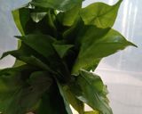 Foto langkah ke 1 dari resep Sayur Tempe Daun Melinjo.